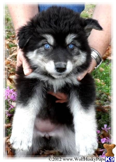 Wolf Husky Pups Picture 1